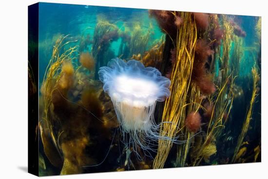 blue mane jellyfish drifting through a seaweed forest, uk-alex mustard-Premier Image Canvas