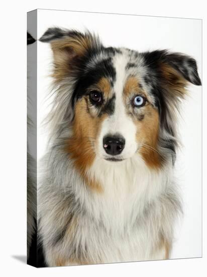 Blue-Merle Australian Shepherd Portrait with Odd Eyes-Petra Wegner-Premier Image Canvas