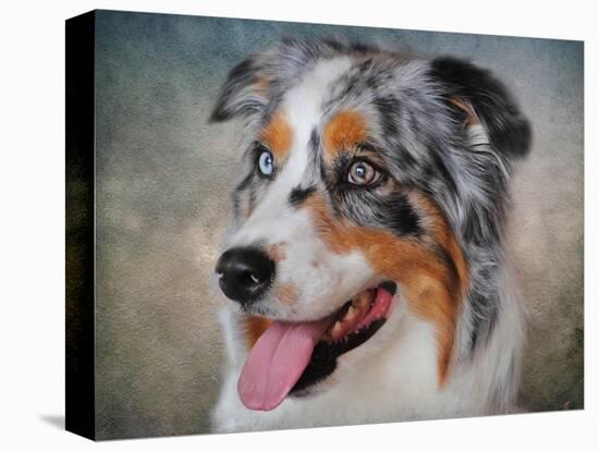 Blue Merle Australian Shepherd Portrait-Jai Johnson-Premier Image Canvas