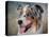 Blue Merle Australian Shepherd Portrait-Jai Johnson-Premier Image Canvas