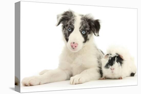 Blue Merle Border Collie Puppy, 9 Weeks, with Black and White Guinea Pig-Mark Taylor-Premier Image Canvas