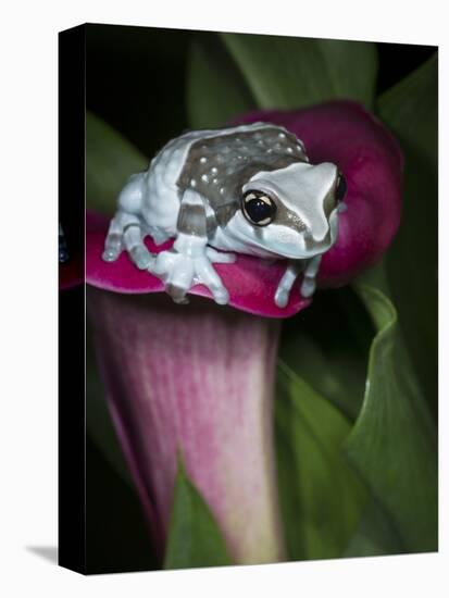 Blue milk frog on a flower-Maresa Pryor-Premier Image Canvas