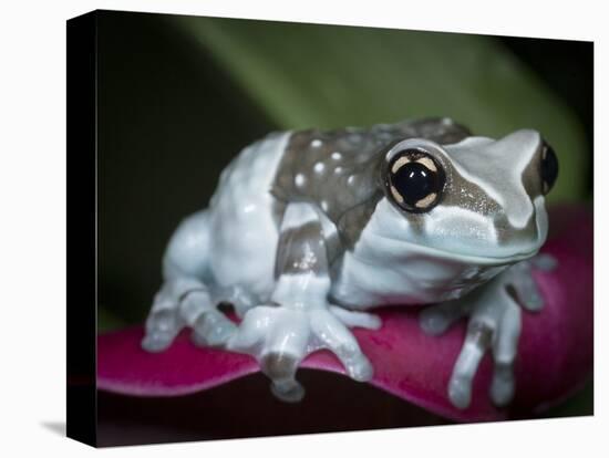 Blue milk frog on a flower-Maresa Pryor-Premier Image Canvas