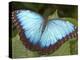 Blue Morpho Butterfly, Green Hills Butterfly Farm, Belize-William Sutton-Premier Image Canvas