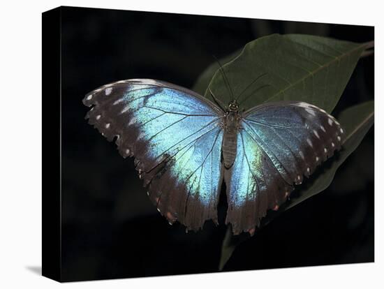 Blue Morpho Butterfly (Morpho Peleide)-Raj Kamal-Premier Image Canvas