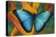 Blue Morpho Butterfly on Heliconia tropical flower-Darrell Gulin-Premier Image Canvas