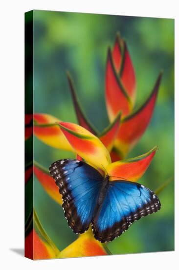 Blue Morpho Butterfly sitting on tropical Heliconia flowers-Darrell Gulin-Premier Image Canvas