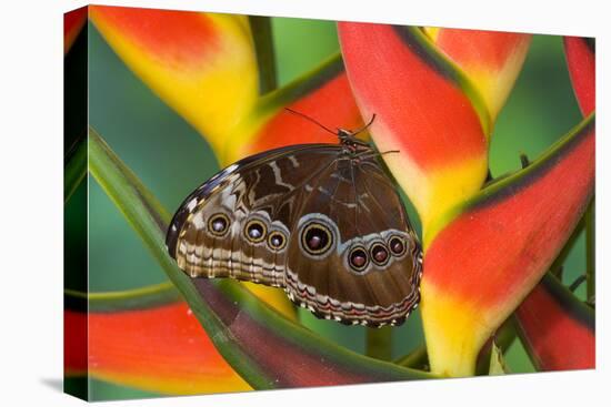 Blue Morpho Butterfly sitting on tropical Heliconia flowers-Darrell Gulin-Premier Image Canvas