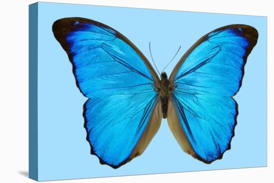 Blue Morpho Butterfly-Dr. Keith Wheeler-Premier Image Canvas