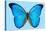 Blue Morpho Butterfly-Dr. Keith Wheeler-Premier Image Canvas