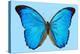 Blue Morpho Butterfly-Dr. Keith Wheeler-Premier Image Canvas