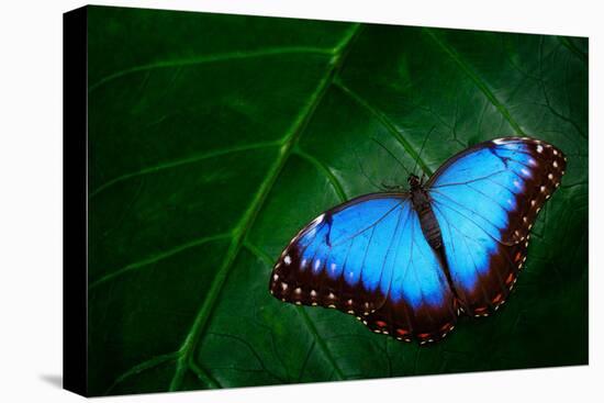 Blue Morpho, Morpho Peleides, Big Butterfly Sitting on Green Leaves, Beautiful Insect in the Nature-Ondrej Prosicky-Premier Image Canvas