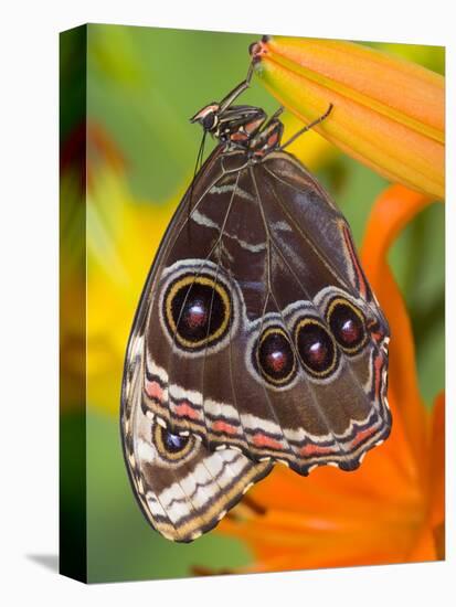 Blue Morpho Resting on an Orange Asiatic Lily-Darrell Gulin-Premier Image Canvas