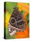 Blue Morpho Resting on an Orange Asiatic Lily-Darrell Gulin-Premier Image Canvas