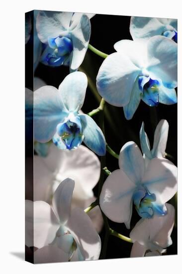 Blue Moth Orchids I-Alan Hausenflock-Premier Image Canvas