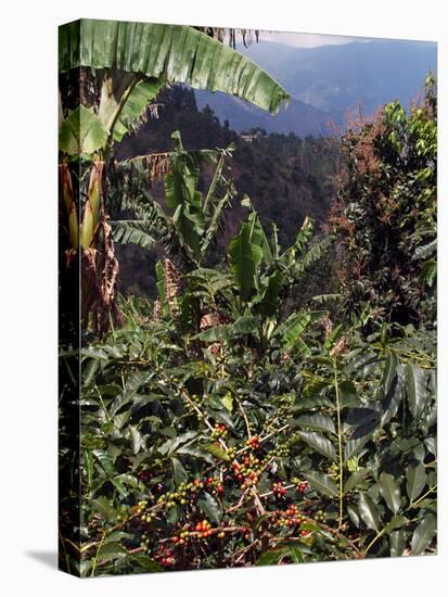 Blue Mountain Coffee Beans, Lime Tree Coffee Plantation, Blue Mountains, Jamaica, West Indies-Ethel Davies-Premier Image Canvas