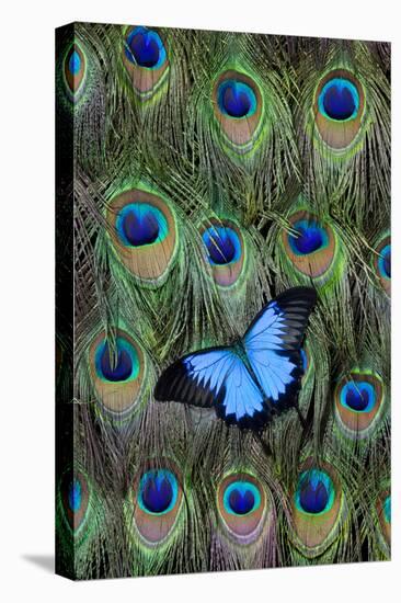 Blue Mountain Swallowtail Butterfly on Peacock Tail Feather Design-Darrell Gulin-Premier Image Canvas