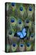 Blue Mountain Swallowtail Butterfly on Peacock Tail Feather Design-Darrell Gulin-Premier Image Canvas