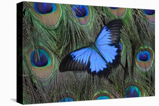 Blue Mountain Swallowtail Butterfly on Peacock Tail Feather Design-Darrell Gulin-Premier Image Canvas