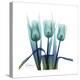 Blue Ombre Tulips-Albert Koetsier-Stretched Canvas