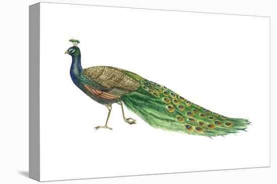 Blue or Indian Peafowl (Pavo Cristatus), Peacock, Birds-Encyclopaedia Britannica-Stretched Canvas