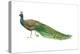 Blue or Indian Peafowl (Pavo Cristatus), Peacock, Birds-Encyclopaedia Britannica-Stretched Canvas