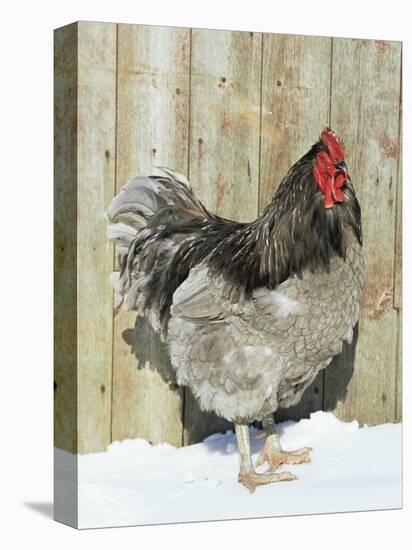 Blue Orpington Domestic Chicken, in Snow, USA-Lynn M. Stone-Premier Image Canvas