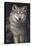 Blue Owl - Wolf-Penny Wagner-Premier Image Canvas