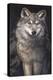 Blue Owl - Wolf-Penny Wagner-Premier Image Canvas