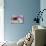 Blue pansy butterfly, Junonia orithya on pink and white Dahlia-Darrell Gulin-Premier Image Canvas displayed on a wall