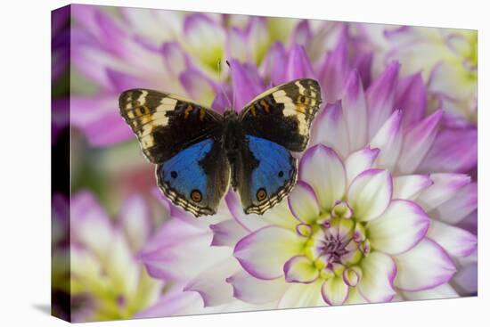 Blue pansy butterfly, Junonia orithya on pink and white Dahlia-Darrell Gulin-Premier Image Canvas