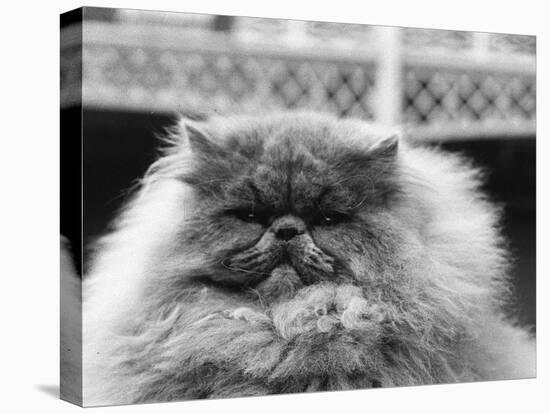 Blue Persian Cat in the National Cat Club Championship at the Olympia-null-Premier Image Canvas