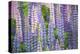 Blue Pink Lupine Field-Cora Niele-Premier Image Canvas