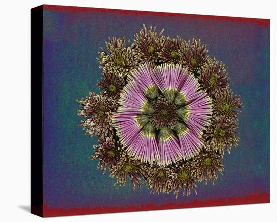 Blue pink red Chrysantheum Mandala-null-Stretched Canvas