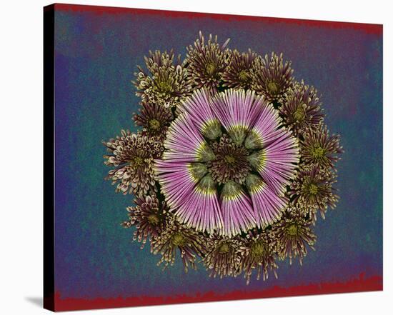 Blue pink red Chrysantheum Mandala-null-Stretched Canvas