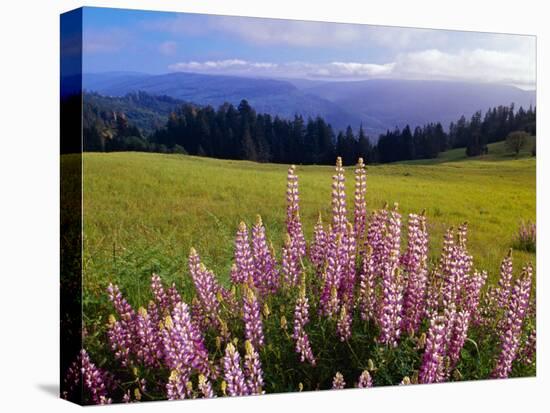 Blue-Pod Lupine in Bloom, Oregon, USA-Adam Jones-Premier Image Canvas