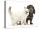 Blue-Point Kitten and Blue-And-Tan Dachshund Puppy, Baloo, 15 Weeks-Mark Taylor-Premier Image Canvas