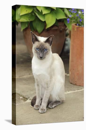 Blue Point Siamese Cat Sitting in Front of a Flower Pot-null-Premier Image Canvas