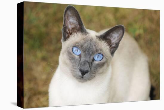 Blue Point Siamese Cat Sitting on Grass-null-Premier Image Canvas