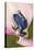 Blue poison dart frog, or Blue azureus-Adam Jones-Premier Image Canvas