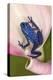 Blue poison dart frog, or Blue azureus-Adam Jones-Premier Image Canvas