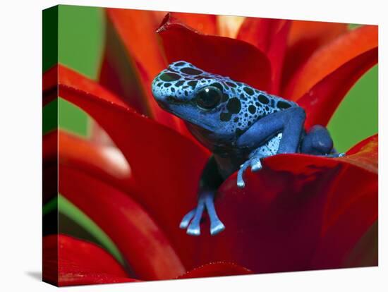 Blue Poison Dart Frog, Surinam-Adam Jones-Premier Image Canvas