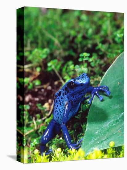 Blue Poison Frog, Native to Surinam-David Northcott-Premier Image Canvas