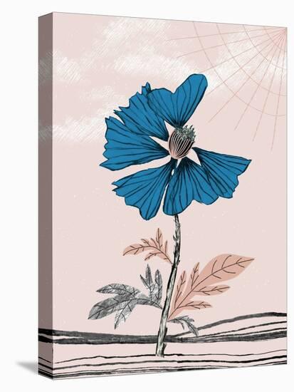 Blue Poppy-Cody Alice Moore-Stretched Canvas