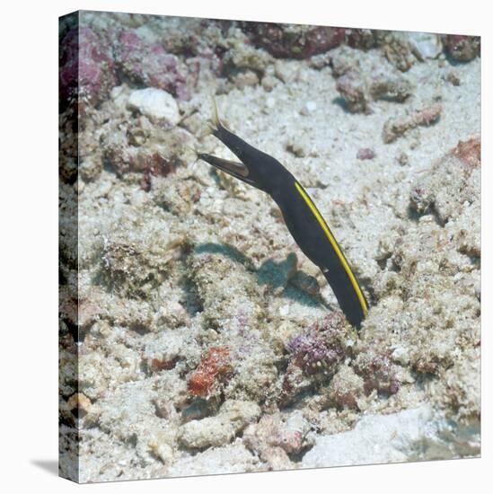 Blue Ribbon Eel (Rhinomuraena Quaesita) Juvenile, Southern Thailand, Andaman Sea, Indian Ocean-Andrew Stewart-Premier Image Canvas