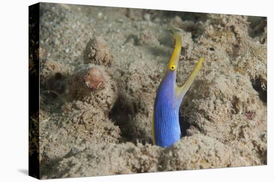 Blue Ribbon Eel with Mouth Wide Open on a Fijian Reef-Stocktrek Images-Premier Image Canvas
