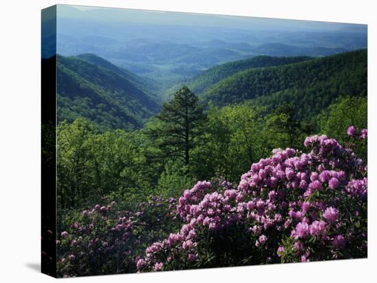 Blue Ridge Mountains Catawba Rhododendron, Blue Ridge Parkway, Virginia, USA-Charles Gurche-Premier Image Canvas