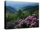 Blue Ridge Mountains Catawba Rhododendron, Blue Ridge Parkway, Virginia, USA-Charles Gurche-Premier Image Canvas