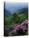 Blue Ridge Mountains Catawba Rhododendron, Blue Ridge Parkway, Virginia, USA-Charles Gurche-Premier Image Canvas