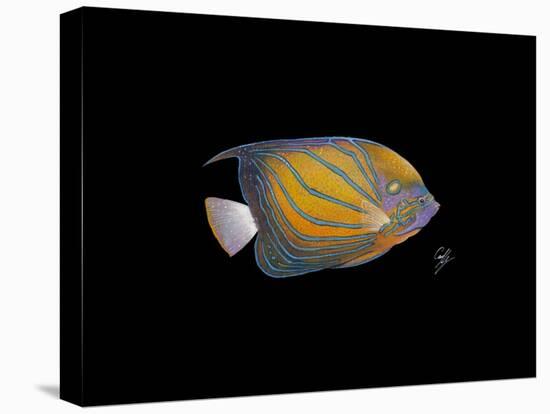 Blue Ring Angelfish-Durwood Coffey-Premier Image Canvas